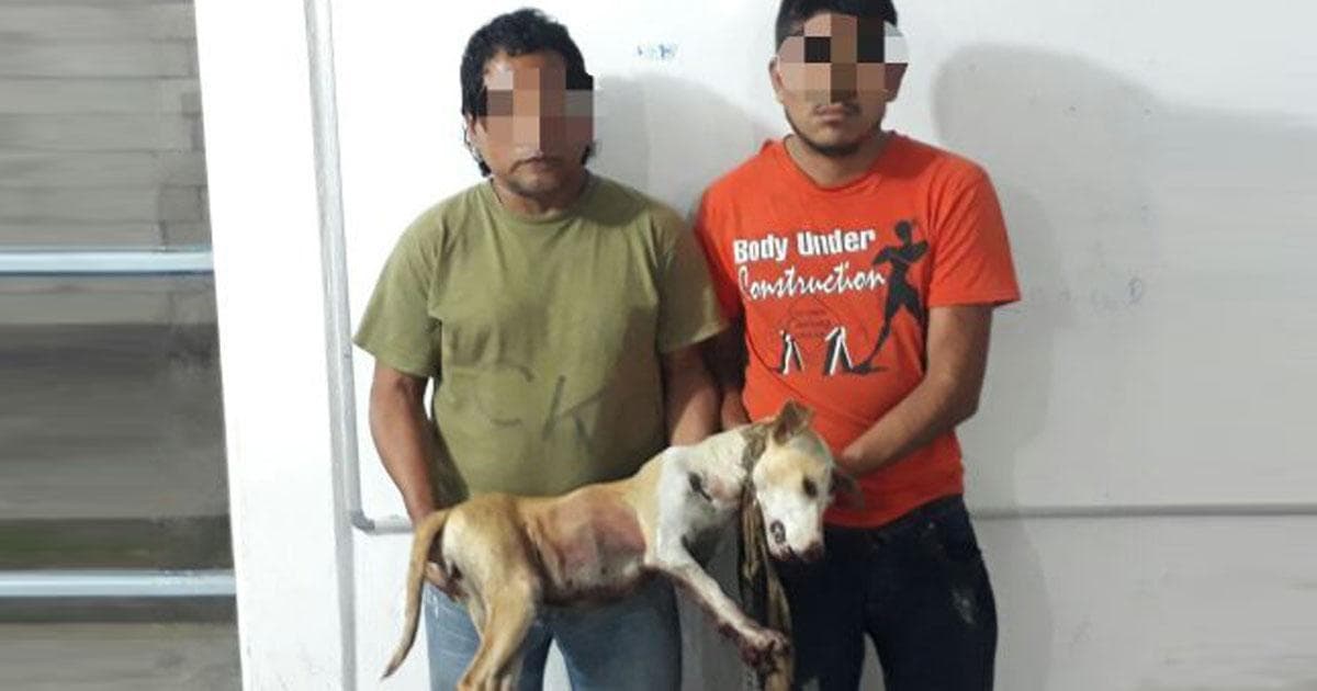 Arrastraron viva a una perrita amarrada a una camioneta hasta matarla