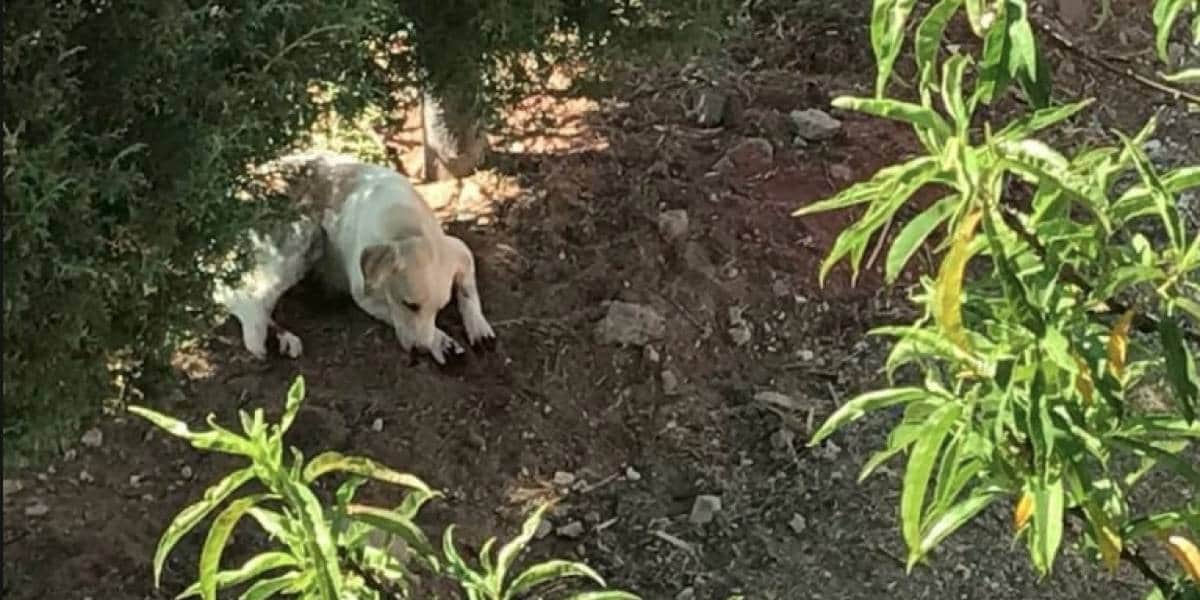 Mujer le corta las patas a sus perros porque rascaban su jardín