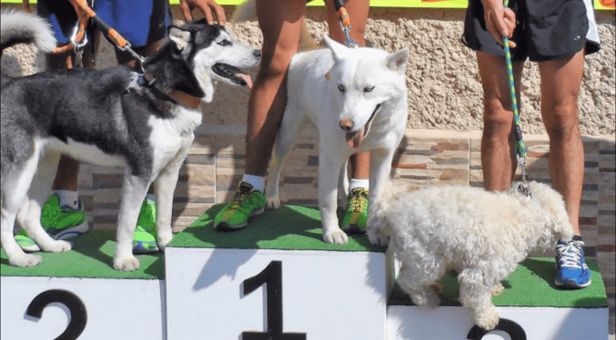 Perros y humanos podrán ser equipo en esta carrera