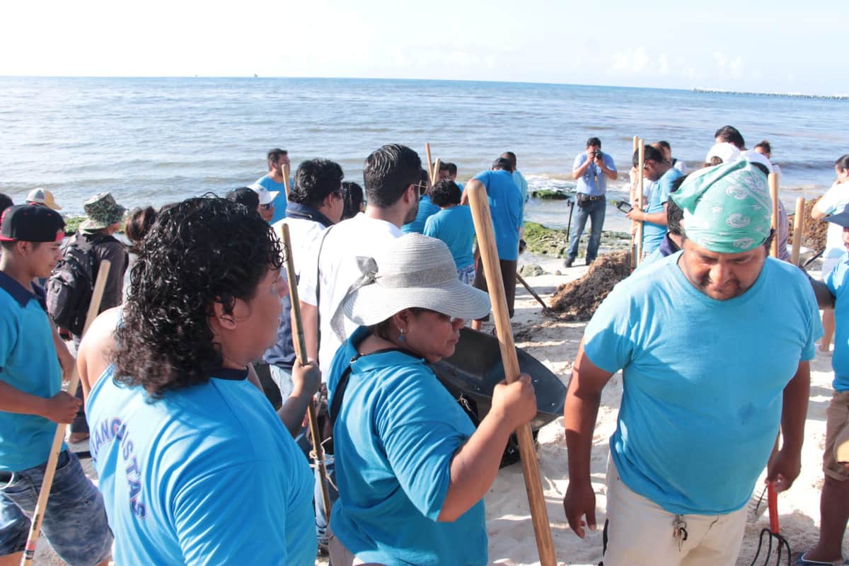Darán nuevo tratamiento al sargazo para recuperar playas en Solidaridad