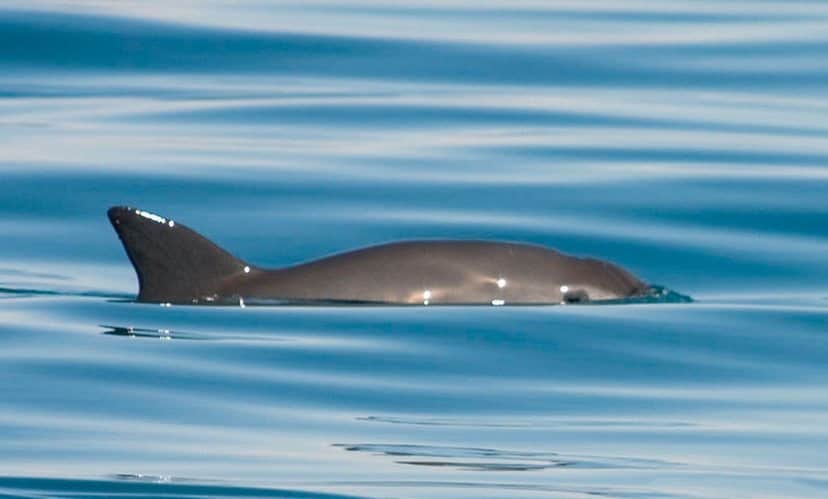 México continúa con su lucha para preservar a la vaquita marina