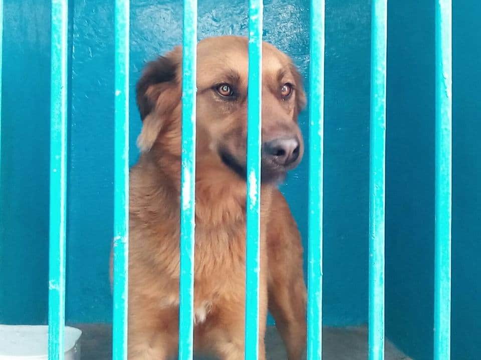 Personas que secuestren mascotas podrían pasar hasta tres años en prisión