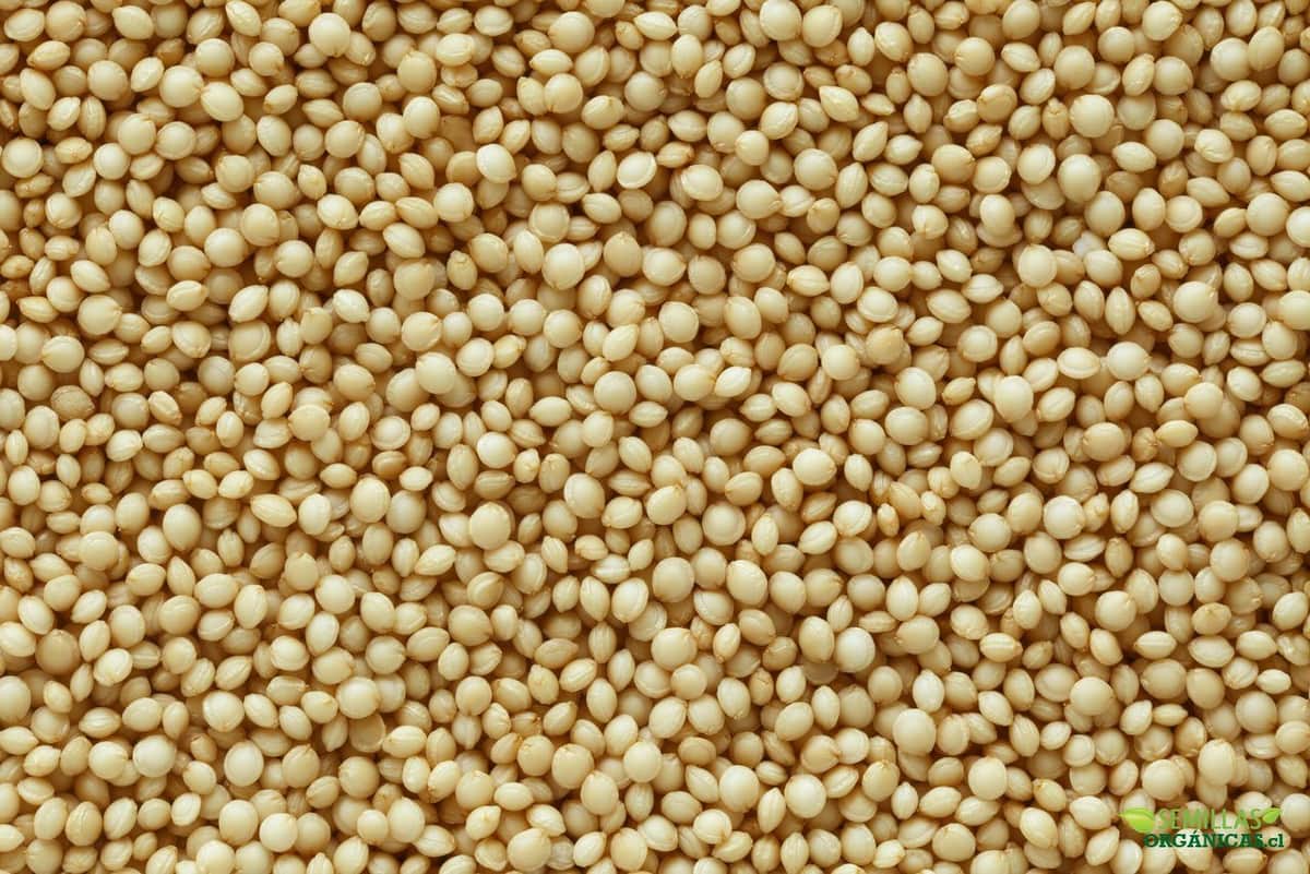 Este es el mejor alimento vegetal para consumo humano