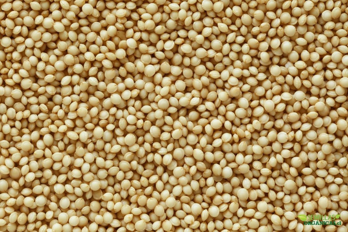 Este es el mejor alimento vegetal para consumo humano