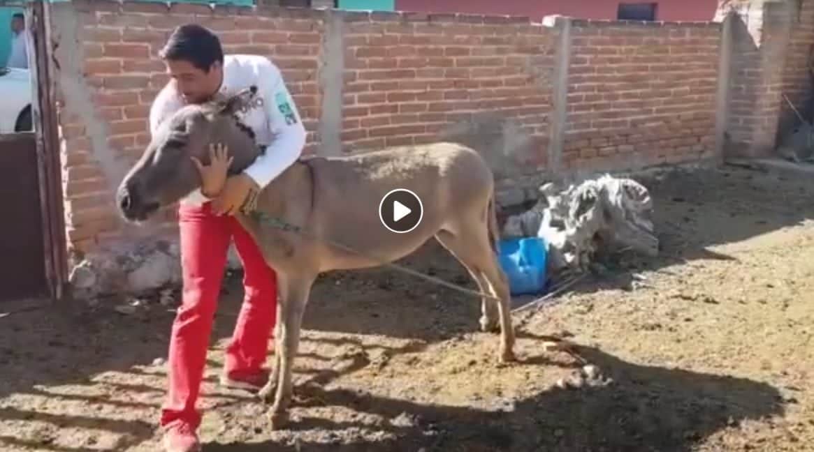 Candidato a diputado baila y besa a burro para ganar votos