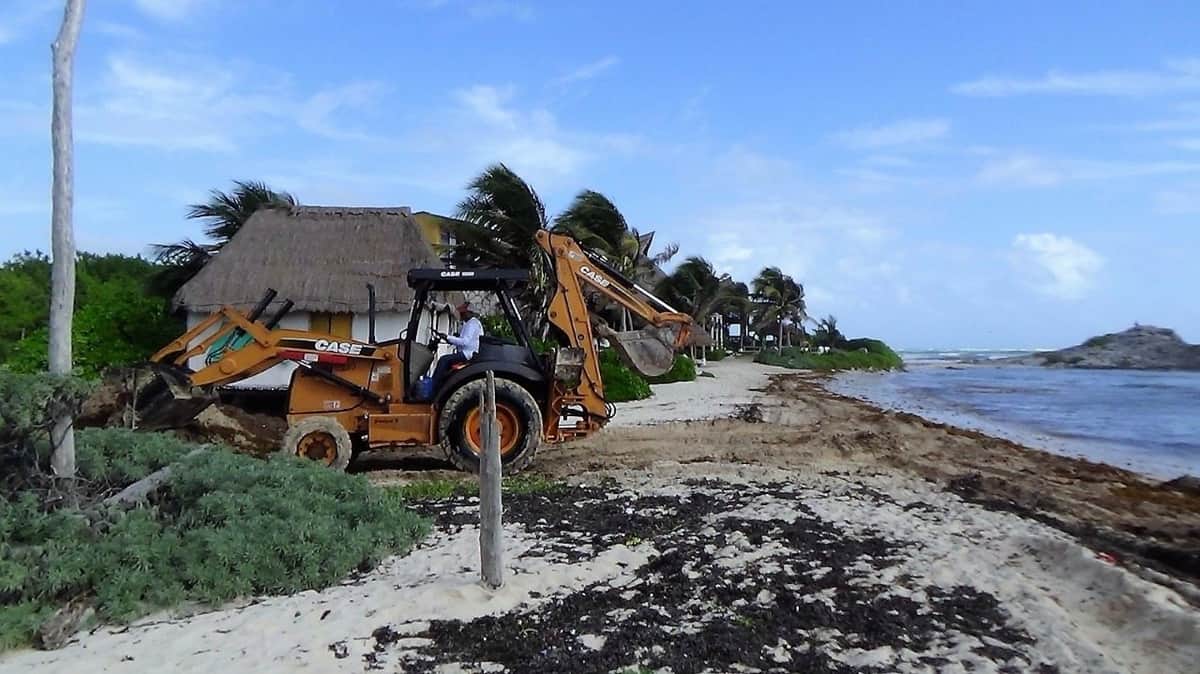 Hoteles de Tulum combaten sargazo sin medidas adecuadas