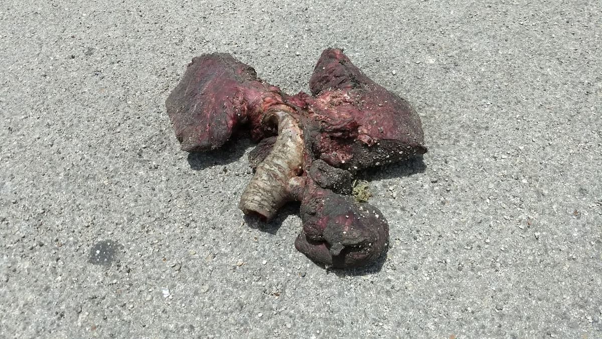 Restos animales generan movilización en la Región 259