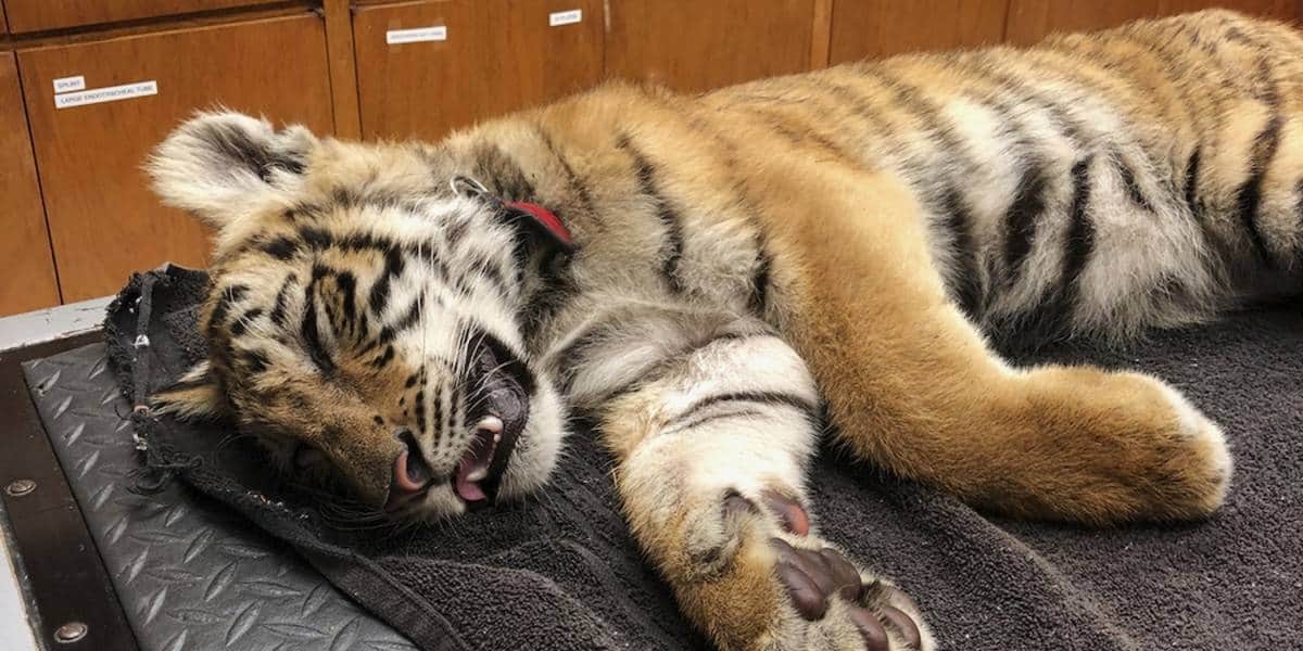¡Inhumano! Abandonan a tigre bebé en una maleta en México