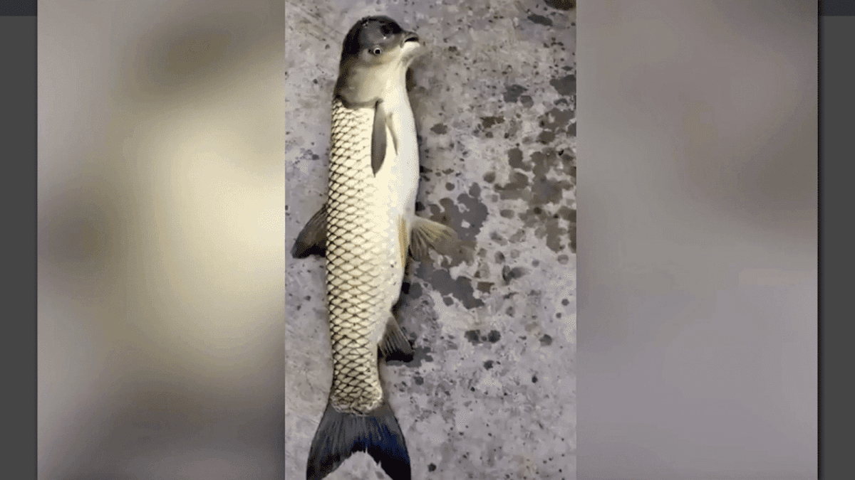 Encuentran pez con cara de pájaro en China