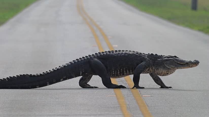 Caimán se atraviesa en plena pista e interrumpe el aterrizaje de un avión