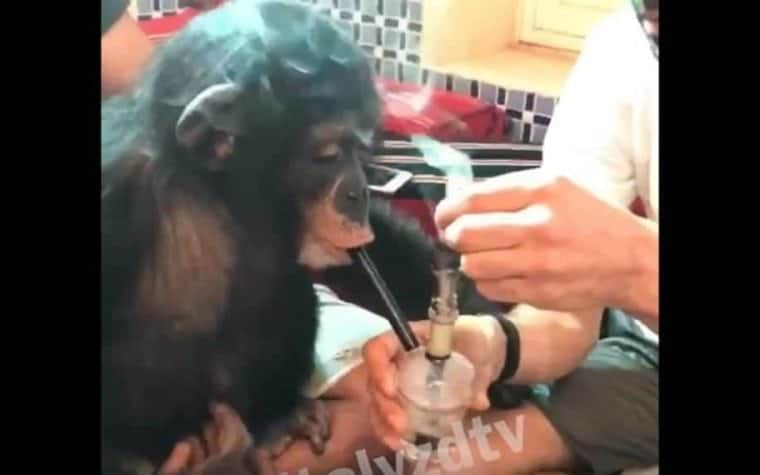 Youtuber publica vídeo dándole de fumar a un mono