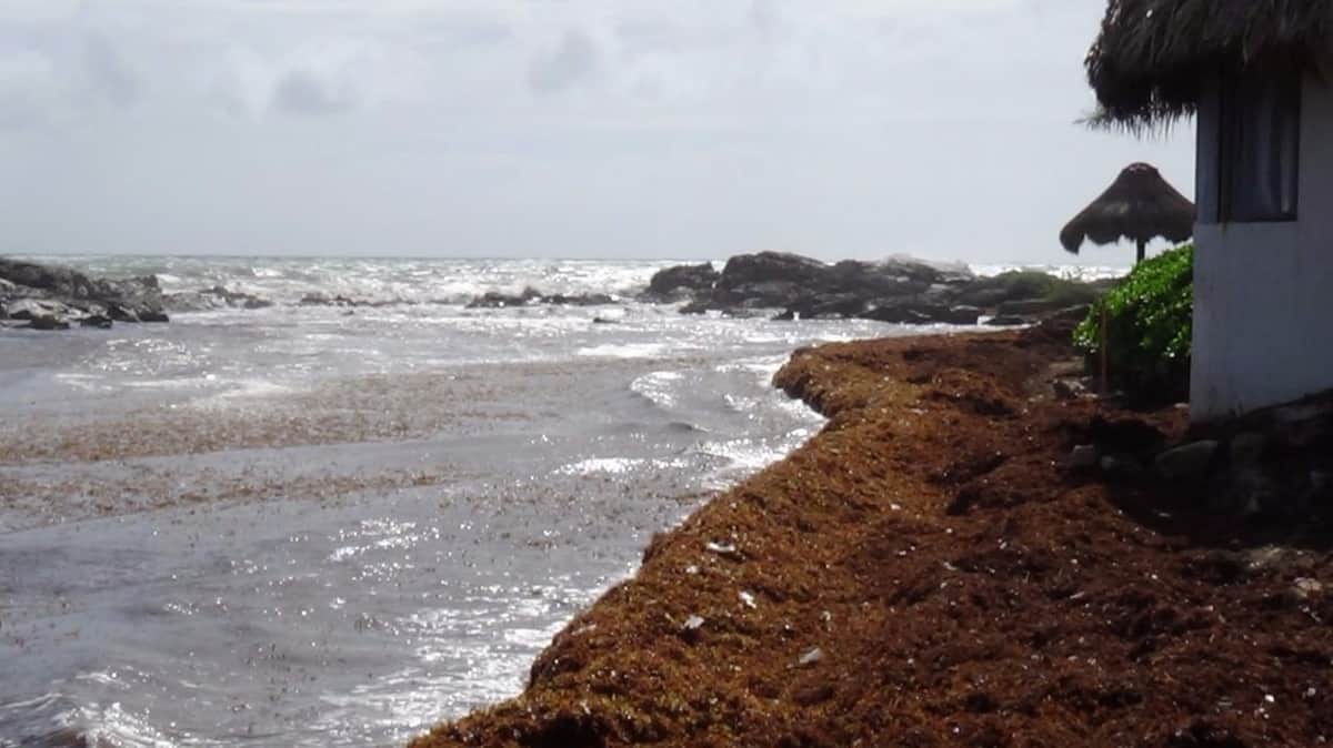 Incrementa arribo de sargazo en Tulum