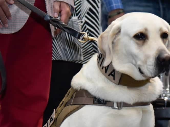 Frida, la perrita rescatista no irá a Guatemala