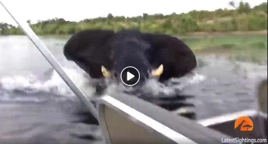 Un elefante muy enojado ataca bote de turistas en un safari