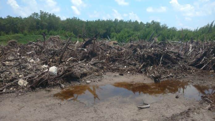 No bajaremos la guardia ante ecocidio en Puerto Morelos: Katherine Ender