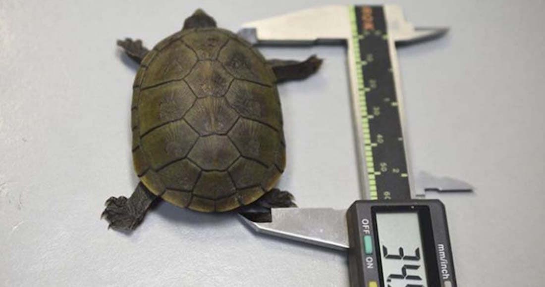 Hallan nueva especie de tortuga, y fue encontrada en México