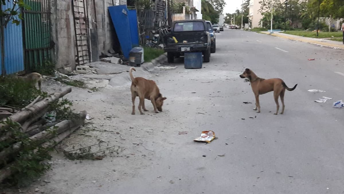 Piden no dejar a mascotas solas en vacaciones
