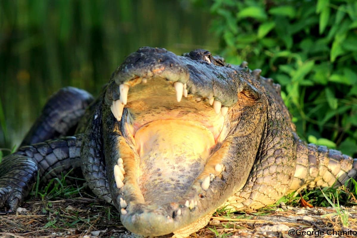 El fotógrafo que muestra momentos mágicos en el manglar