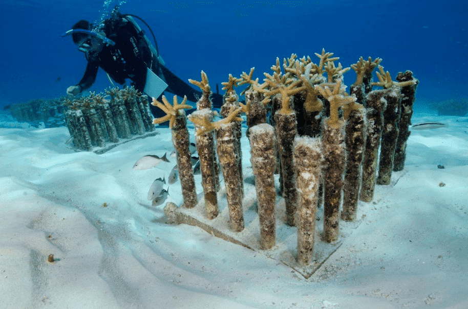 Destaca CONANP restauración ecológica con vivero de coral