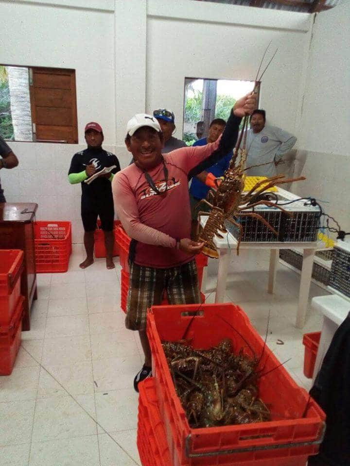 Sargazo le "dio en la torre" a langosteros