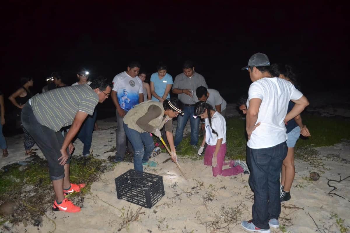 Registran 290 nidos de tortuga marina en Cozumel; cuidarán su reproducción