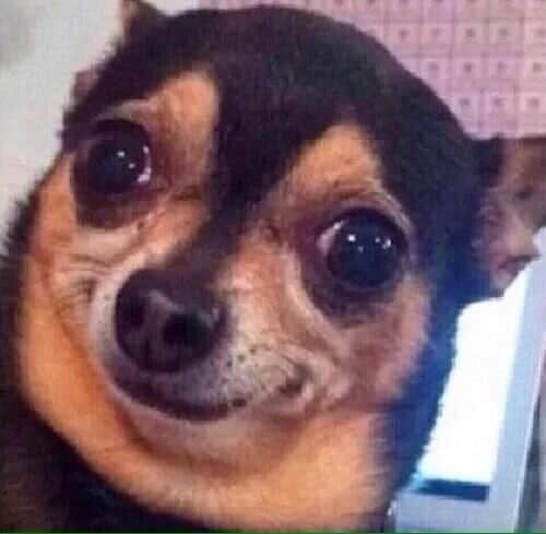 21 de julio, Día Internacional del Perro