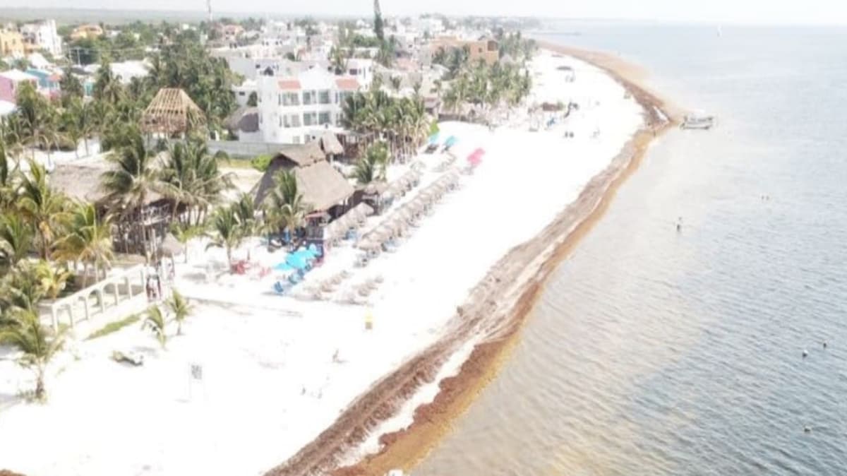 Demuestra Puerto Morelos capacidad de respuesta ante contingencia por sargazo
