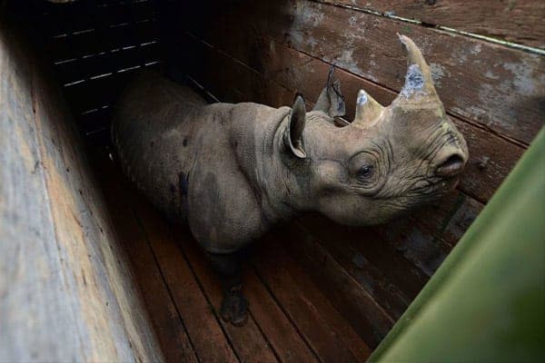 Intentan proteger a 14 rinocerontes y terminan matando a ocho