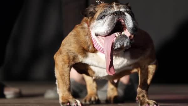Muere el perro más feo del mundo