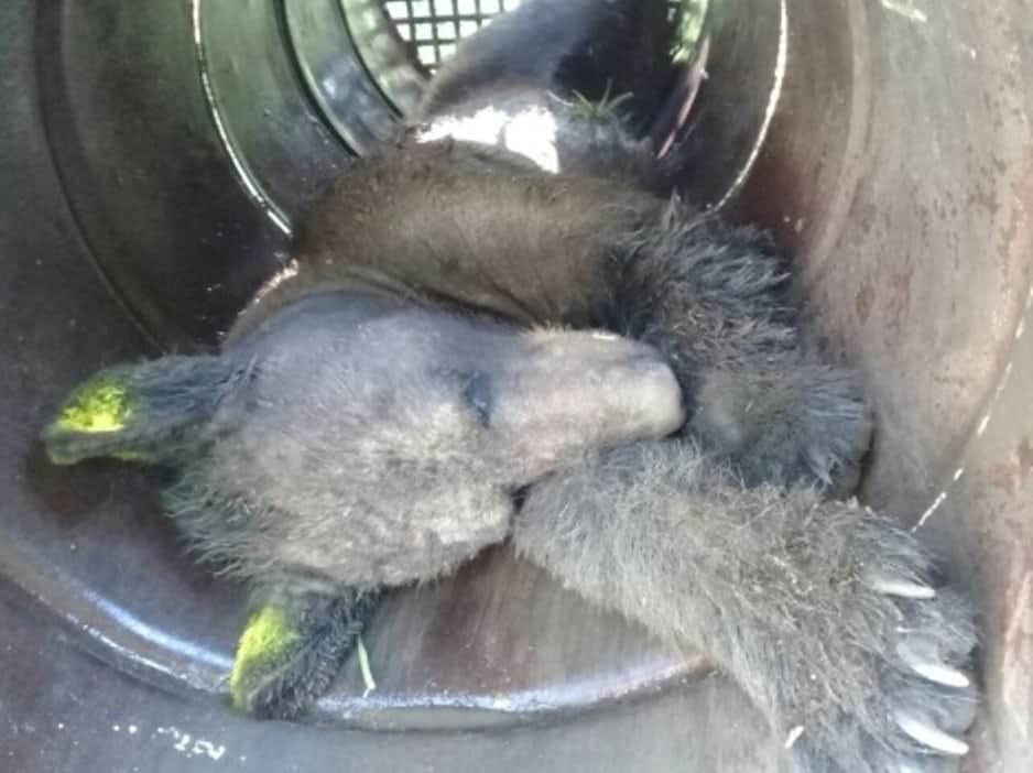Oso negro deambula por los vecindarios de Nuevo León