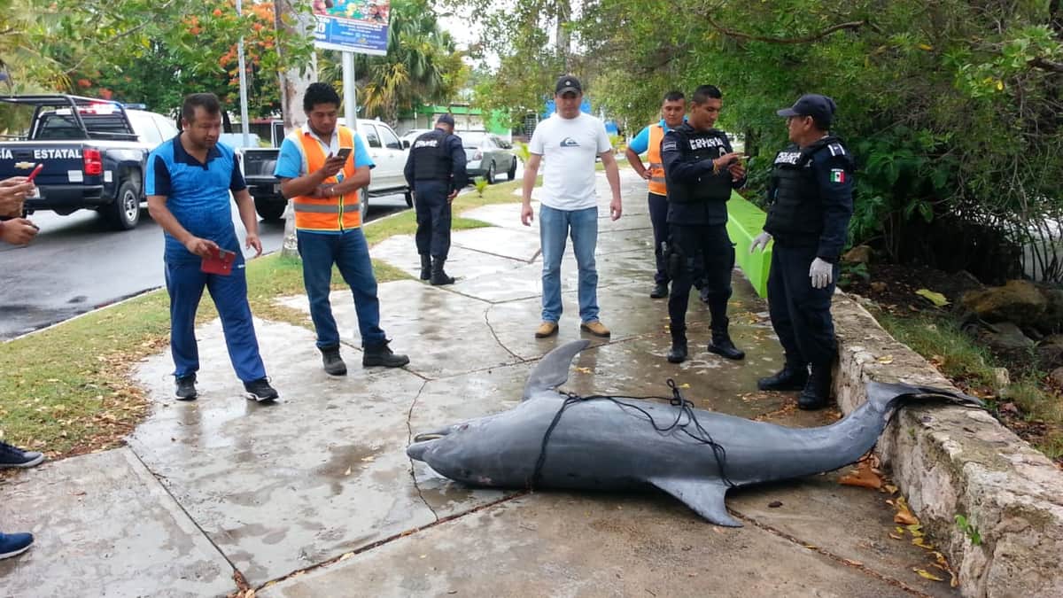 Aparece delfín muerto en Bahía Chetumal