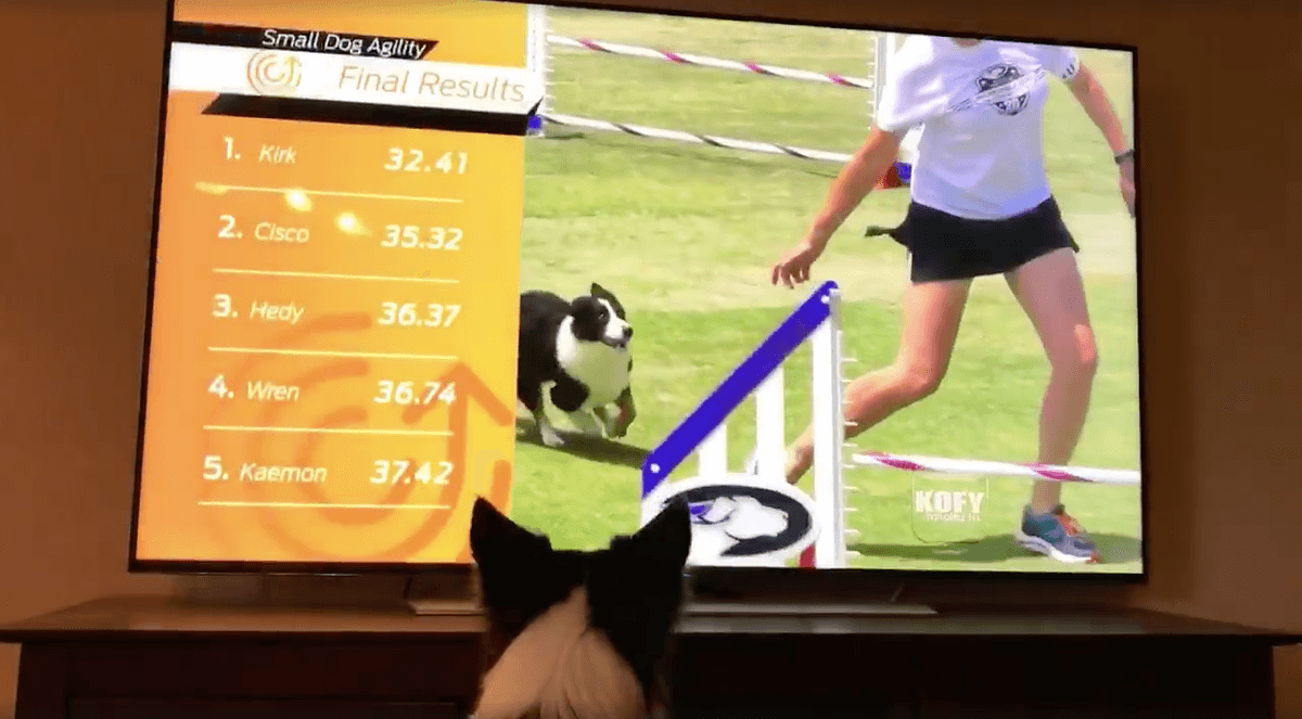 Video de perrita celebrando sus propias acrobacias se vuelve viral