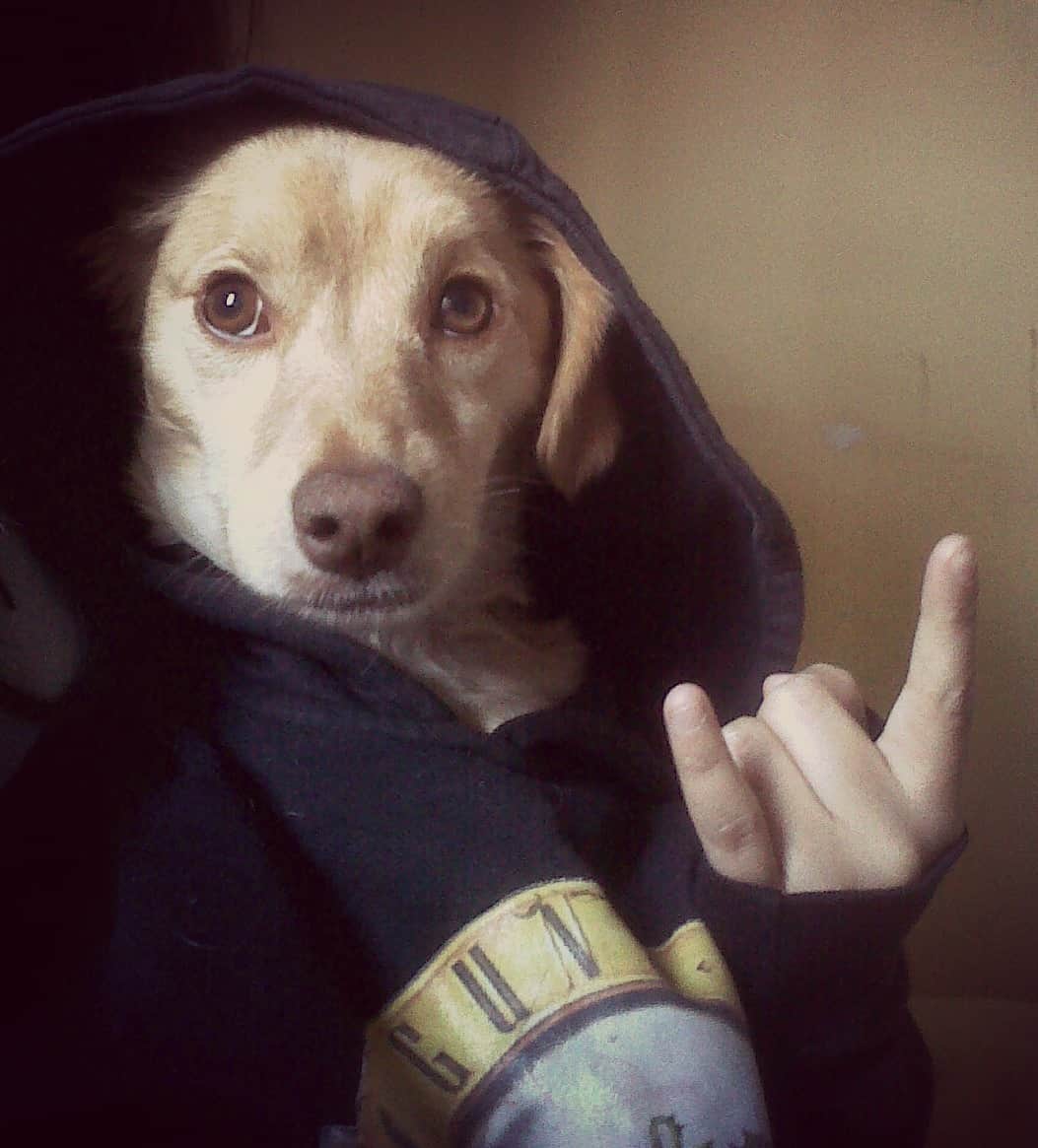 Marcha por los animales, metal y talleres, este fin de semana en Playa del Carmen