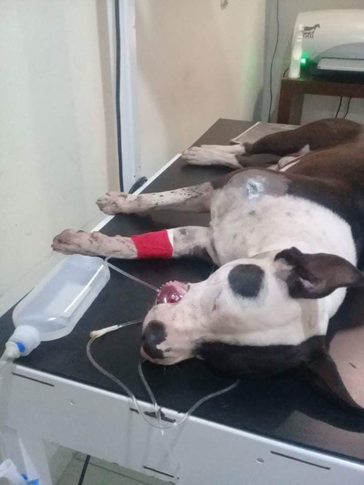 Perro baleado por ministeriales se recupera de fractura en la mandíbula