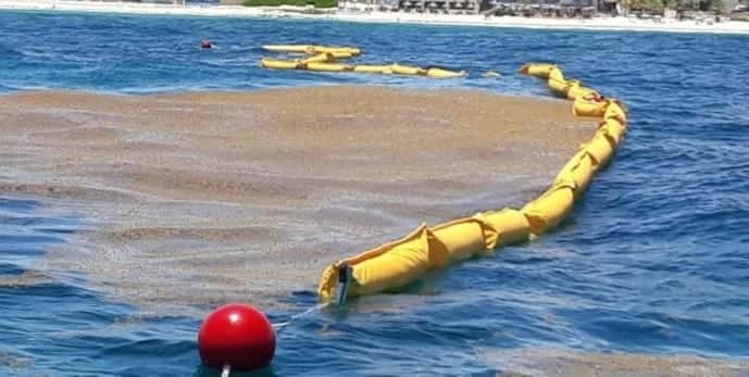 Solidaridad retienen el sargazo con barreras en 2.5 kilómetros de playa