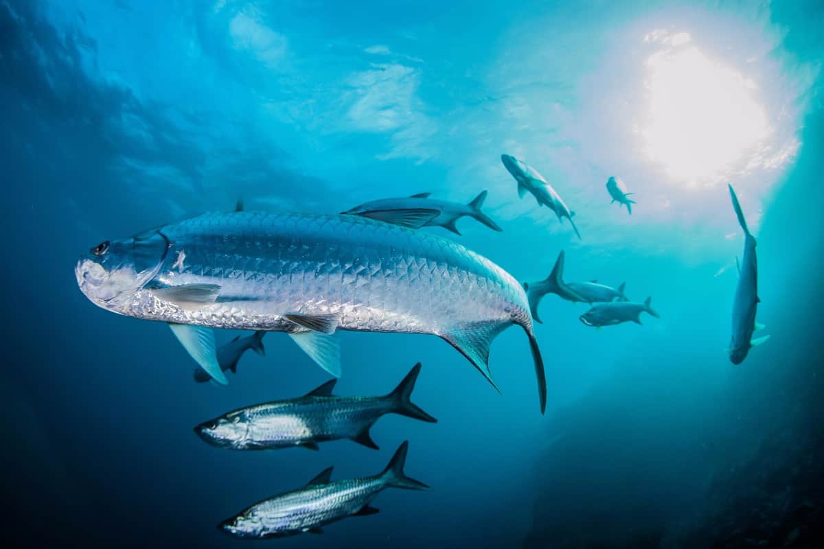 FPMC invita a la inauguración de exposición fotográfica "Encuentro con el arrecife mesoamericano. Una mirada a la profundidad de Cozumel"