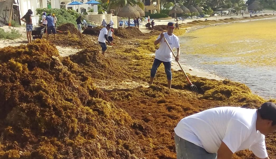 Urge Torruco a Peña Nieto tomar acciones por sargazo