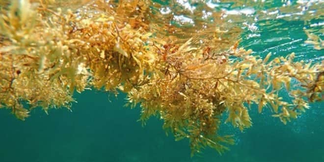 Colocarán vallas anti-sargazo en playas de Q. Roo