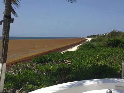 Federación se "cruza de brazos" ante arribo masivo de sargazo