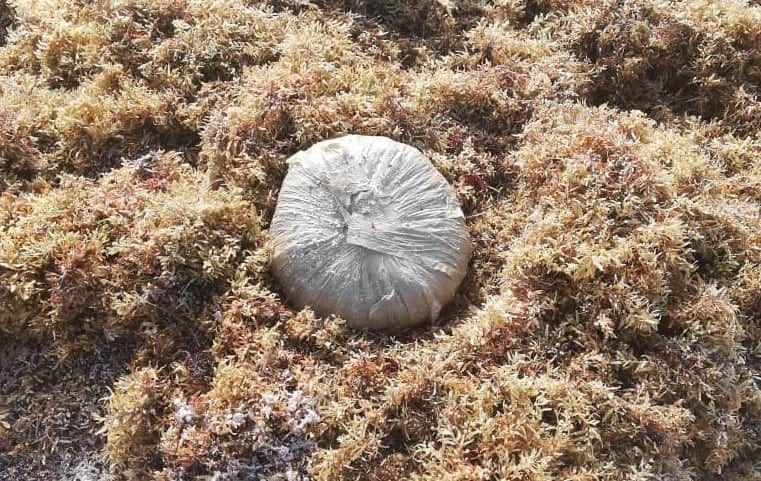 Recala paquete con marihuana en Solidaridad