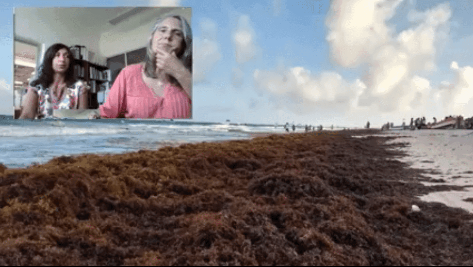 Científicos de la UNAM urgen plan de manejo integral del sargazo