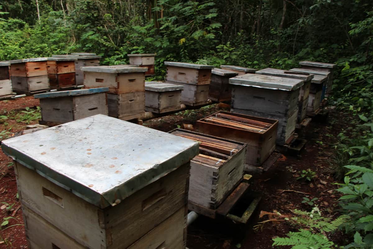 Piden no especular sobre muerte de abejas