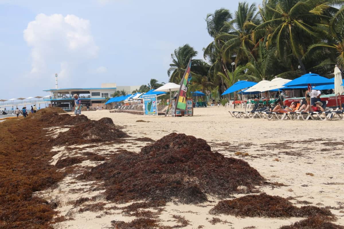 No logran detener el sargazo en Solidaridad