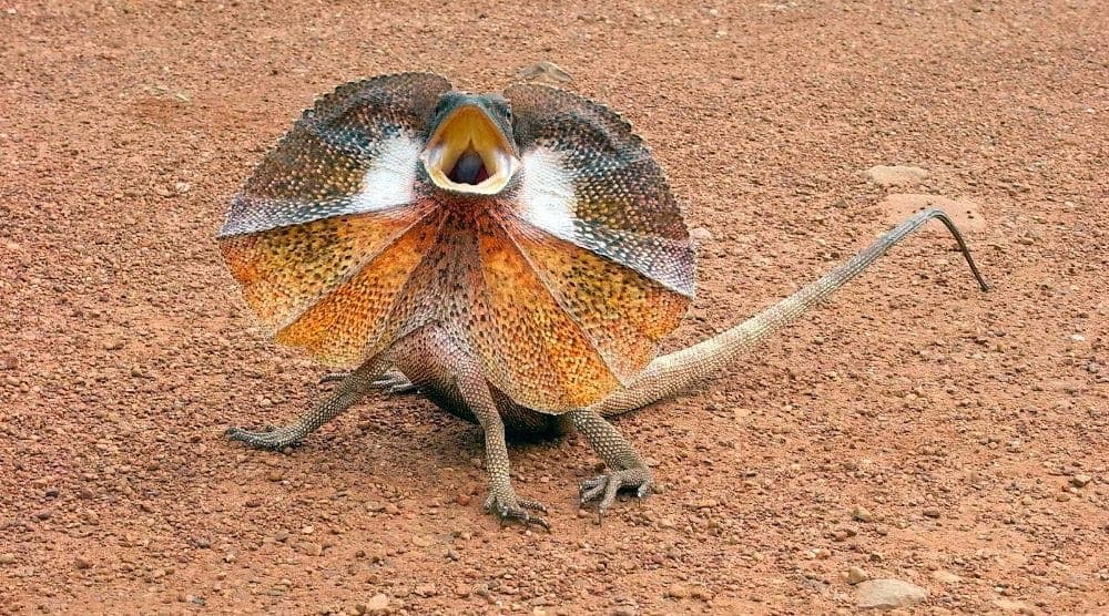 (VIDEO) Lagarto desquiciado persigue a un conductor