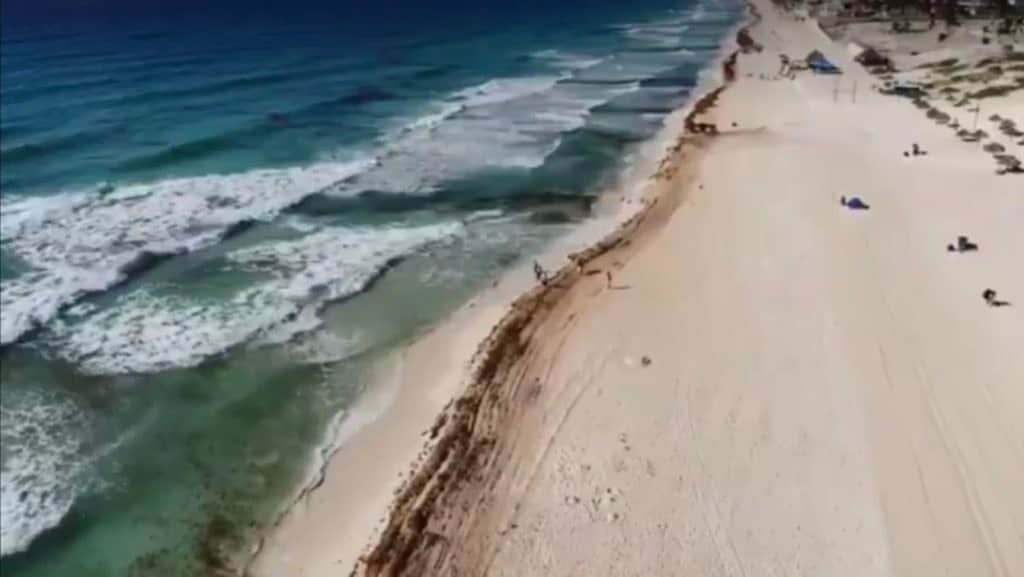 Disminuye presencia de sargazo al 50% en Quintana Roo