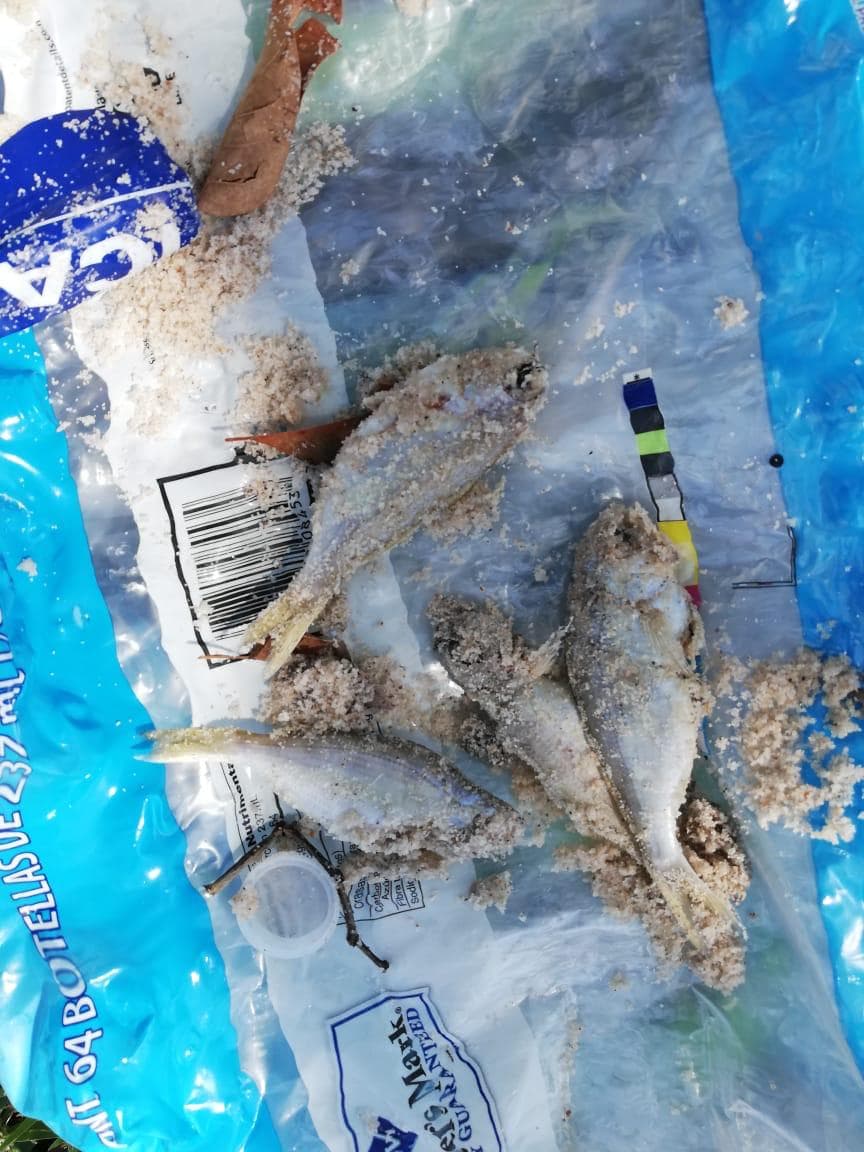 Arrojan pescados en canchas de voleibol de la explanada