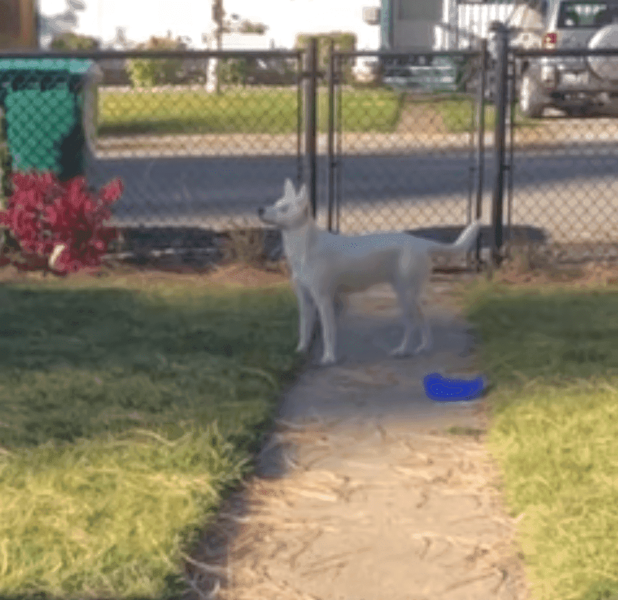 Así recibe perrita ciega y sorda a su "mejor amigo": video