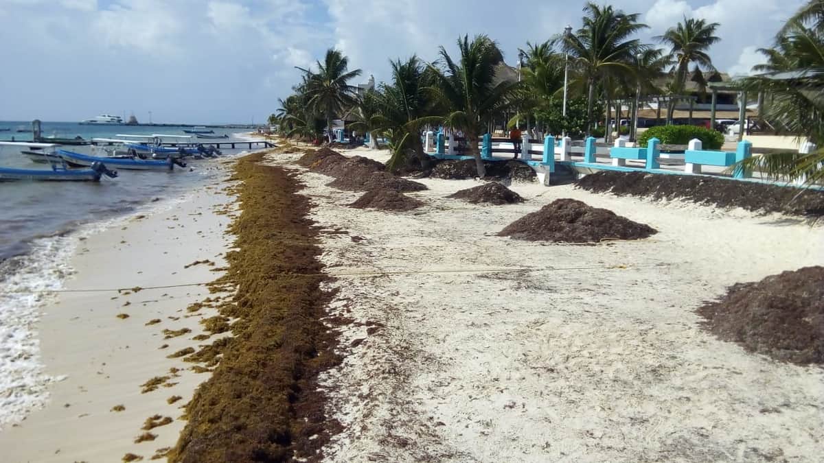 Vuelve el sargazo a Puerto Morelos