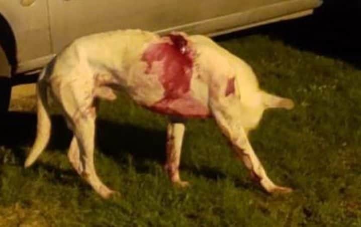 Hiere brutalmente a su propio perro por matarle una gallina