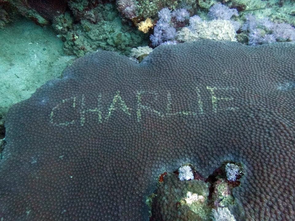 Turista escribe su nombre en un coral y desata criticas en redes sociales